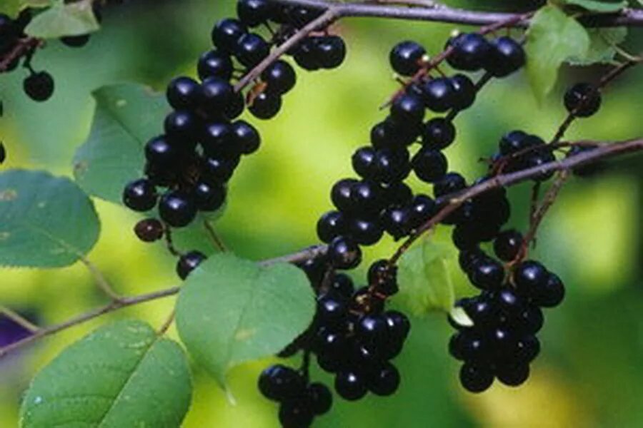 Черемуха "гранатовая гроздь" (prunus padus). Черёмуха обыкновенная ягоды. Черёмуха обыкновенная плоды. Черемуха плоды черемухи. Ягоды черемухи фото.