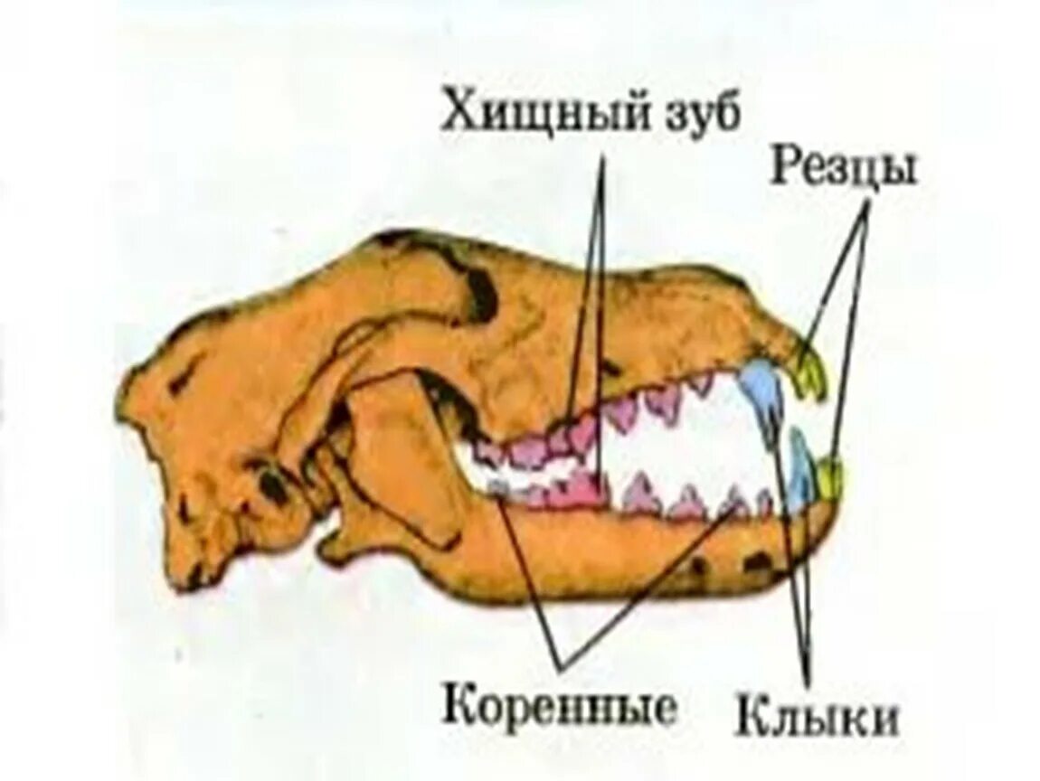 Строение зубов хищных млекопитающих. Отряд Хищные строение зубов. Зубная система млекопитающих анатомия.