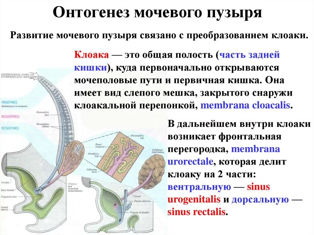 Мочевой пузырь строение и функции. Формирование мочевыводящих путей. Мочевой пузырь гистология. Развитие мочевого пузыря анатомия. Развитие мочевого пузыря гистология.