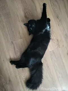 Lucky a big black cat went