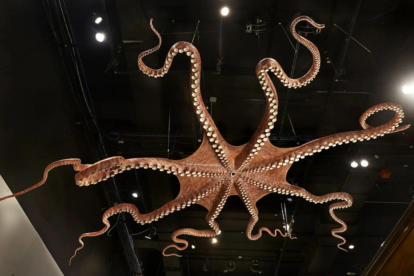 Осьминог Дофлейна гигантский. Гигантский Тихоокеанский осьминог. Длиннощупальцевый Спрут. Giant Pacific Octopus размер.
