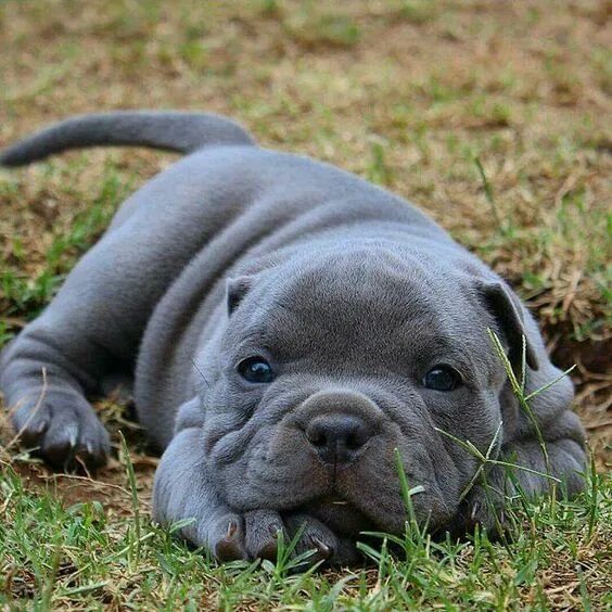 Pin by PITBULL'S DON'T JUDGE OR HATE on Pitbulls Very cute dogs, Cute dogs, Cute
