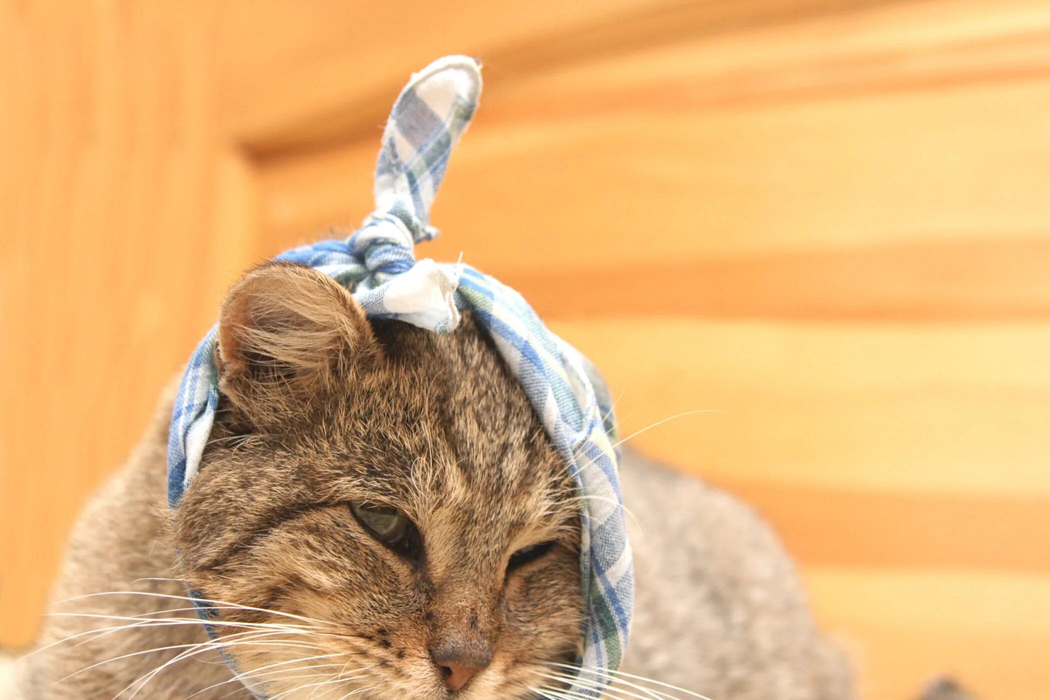 Кошачья повязка. Кот с повязкой на голове. Кот с забинтованной головой.