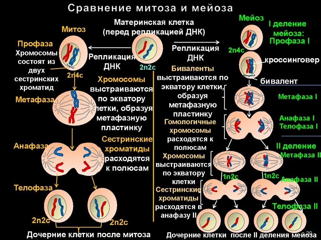 Начало митоза сколько хромосом. Деление мейоза набор хромосом. Митоз и мейоз таблица набор хромосом. Схема деления клетки митоз и мейоз. Деление митоза и мейоза.