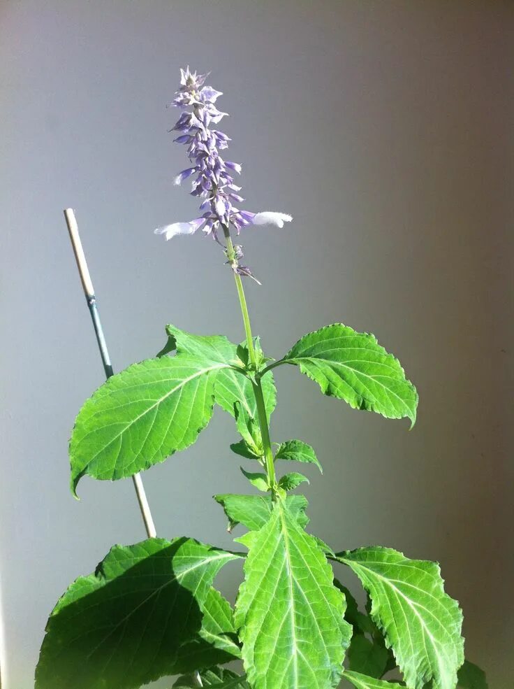 Сальвия salvia divinorum. Шалфей (сальвия дивинорум). Сальвия дивинорум. Сальвия шалфей предсказателей. Шалфей предсказателей где.