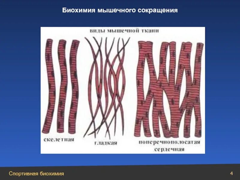 Биохимия мышечная. Сокращение мышечной ткани. Мышечная ткань сокращается. Биохимия мышечной ткани. Строение мышечной ткани.