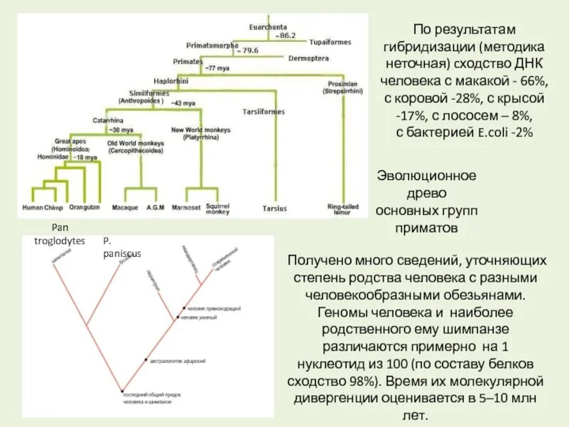 При расшифровке генома мартышки было установлено 40. Как определить степень родства. Степени родства таблица. Эволюционное Древо приматов и человека. Родство человека и обезьяны.