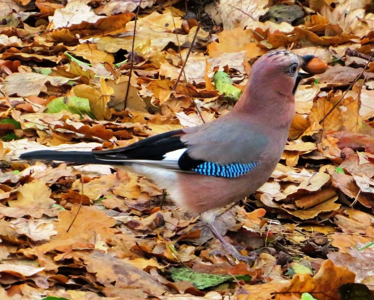 Разбор предложения октябрь покрывает лесные дороги жёлтым ковром. 5 класс русский язык 5 класс русский язык 5 класс русский язык. Сойка или зяблик. Зима выживает перелётных. Сойка разгребает листья ищет упавший.