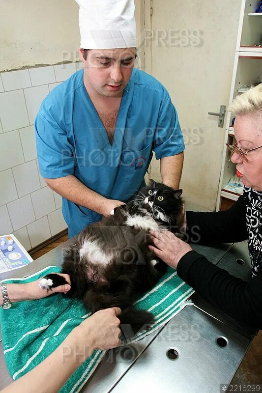 ветеринарная клиника прокопьевск шишкина 41. прокопьевск ул яворского 22. ветеринарная клиника прокопьевск шишкина. ветеринарка прокопьевск. голицынская ветеринарная лечебница.