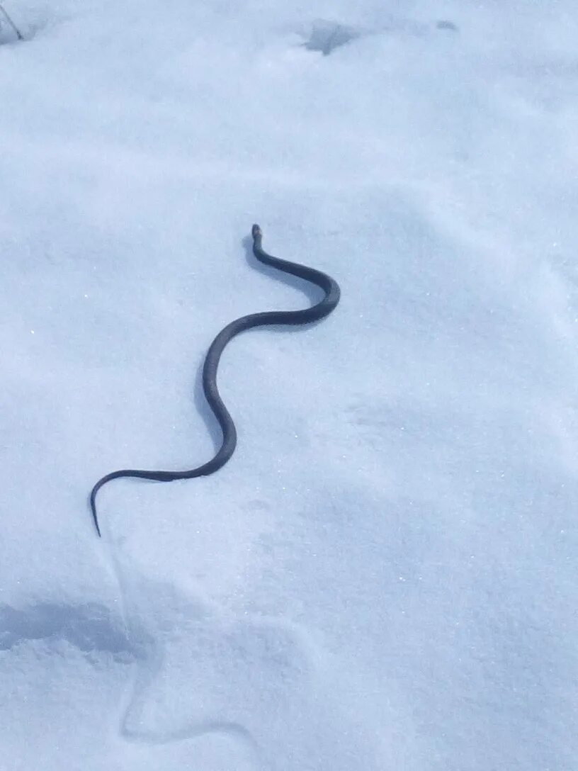 Гадюка в Костромской области. Змеи на снегу. Змея в снегу. Змейка снег.