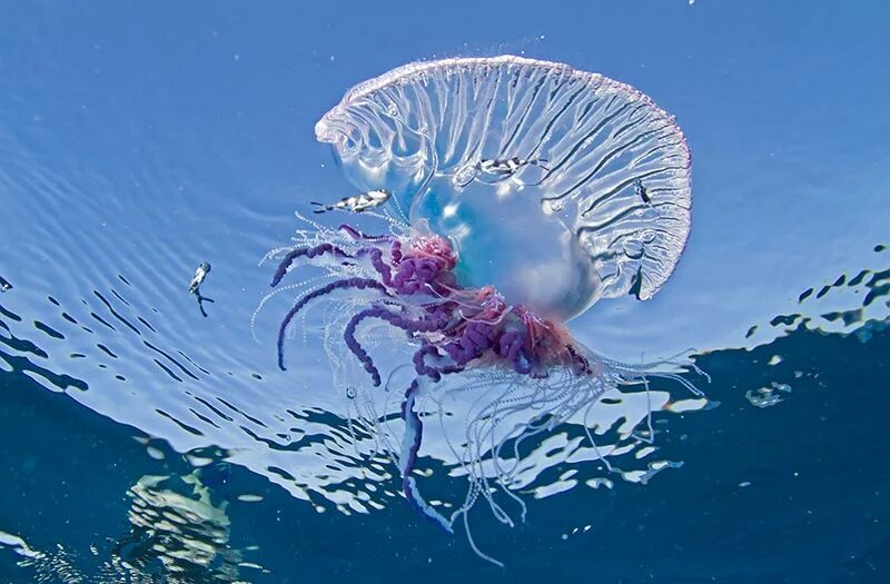 Как выглядит рыба сифонофоры Pin en Marine art