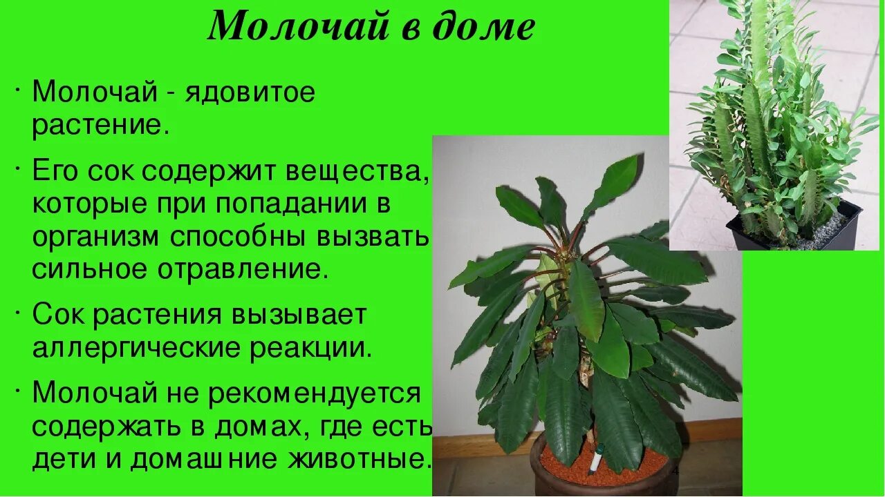 Молочай комнатное растение ядовитое. Цветок молочай беложильчатый. Фикус молочай. Молочай комнатный ядовитый. Почему нельзя растить