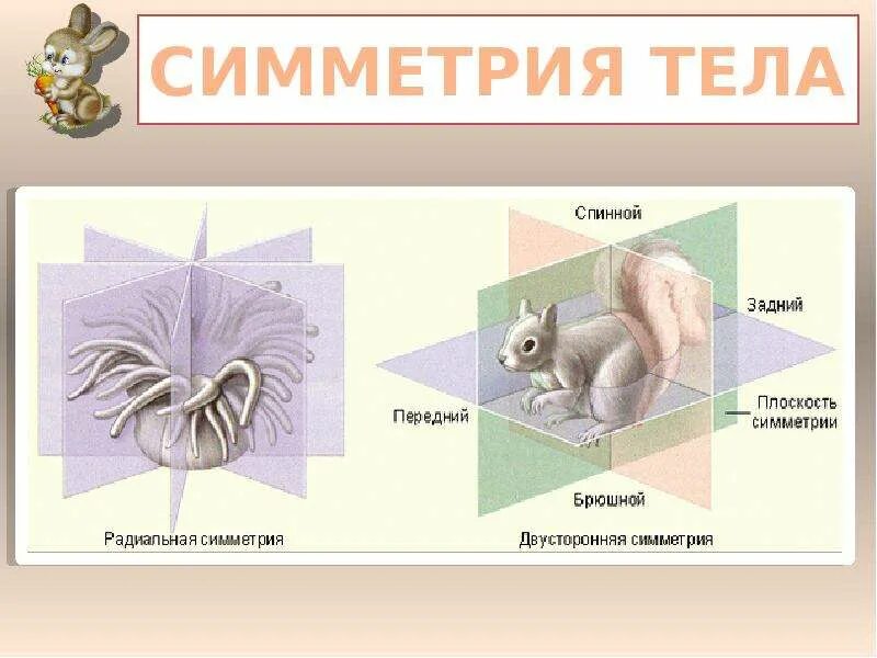 Радиальная симметрия тела. Радиальная симметрия тела у животных. Двусторонняя симметрия тела у животных. Асимметричная симметрия тела.