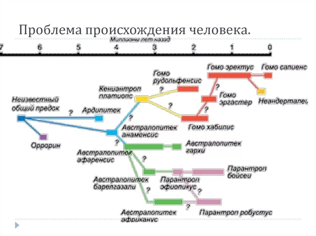 Стадия австралопитека в эволюции семейства гоминид соответствует. Эволюционное древо гоминид. эволюционное древо приматов и человека. эволюционные ветви развития человека. схема эволюции гоминид.