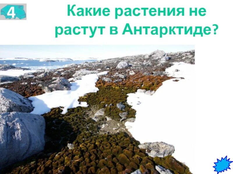 Антарктида растительность и животный мир. Цветковые растения в антарктиде. Колобантус кито в антарктиде. Растения антарктиды названия. Растения которые растут в антарктиде.