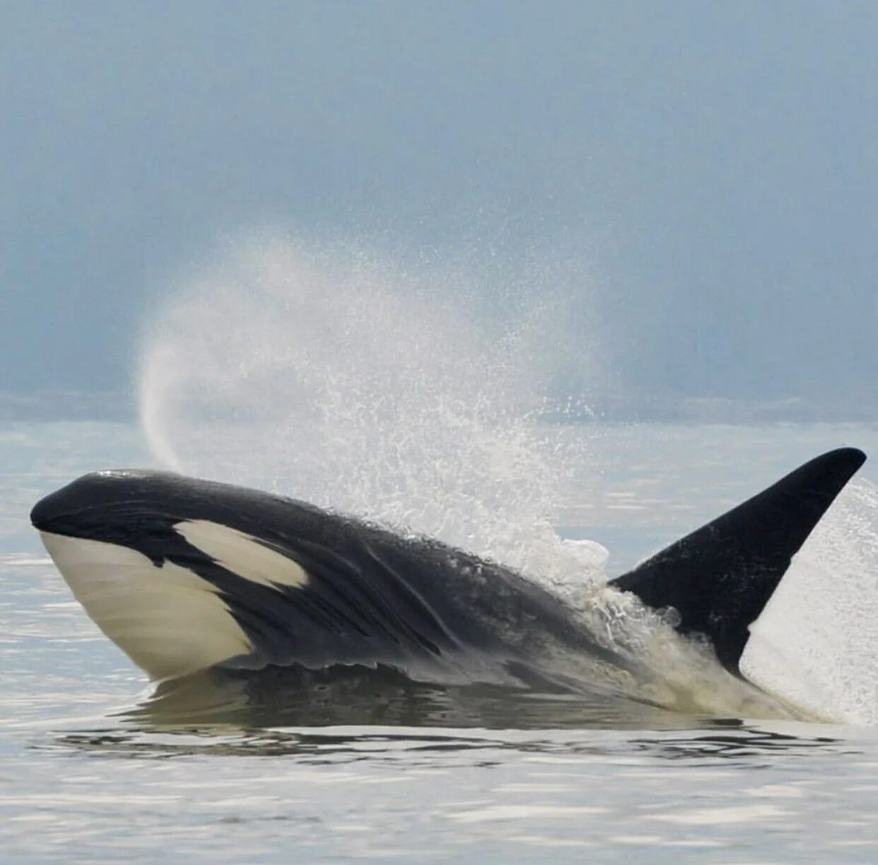 Косатка orcinus orca. Касатка дельфин акула. Касатки сейчас. Южный китовидный дельфин. Касатка амурская.