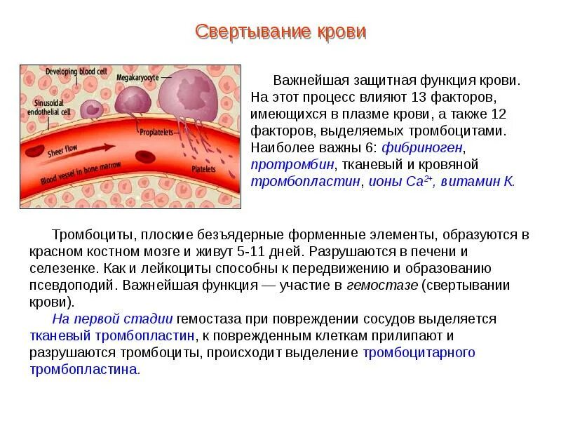 Тромбоциты роль в процессе свёртывания. Функции лейкоцитов свертывание крови. Строение и функции тромбоцитов свертываемость крови. Тромбоциты функция свертывание крови.