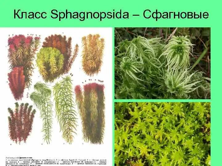 Сфагновые мхи представители. Видовое разнообразие сфагновых мхов. Представители подкласса сфагновые. Мхи примеры названия.