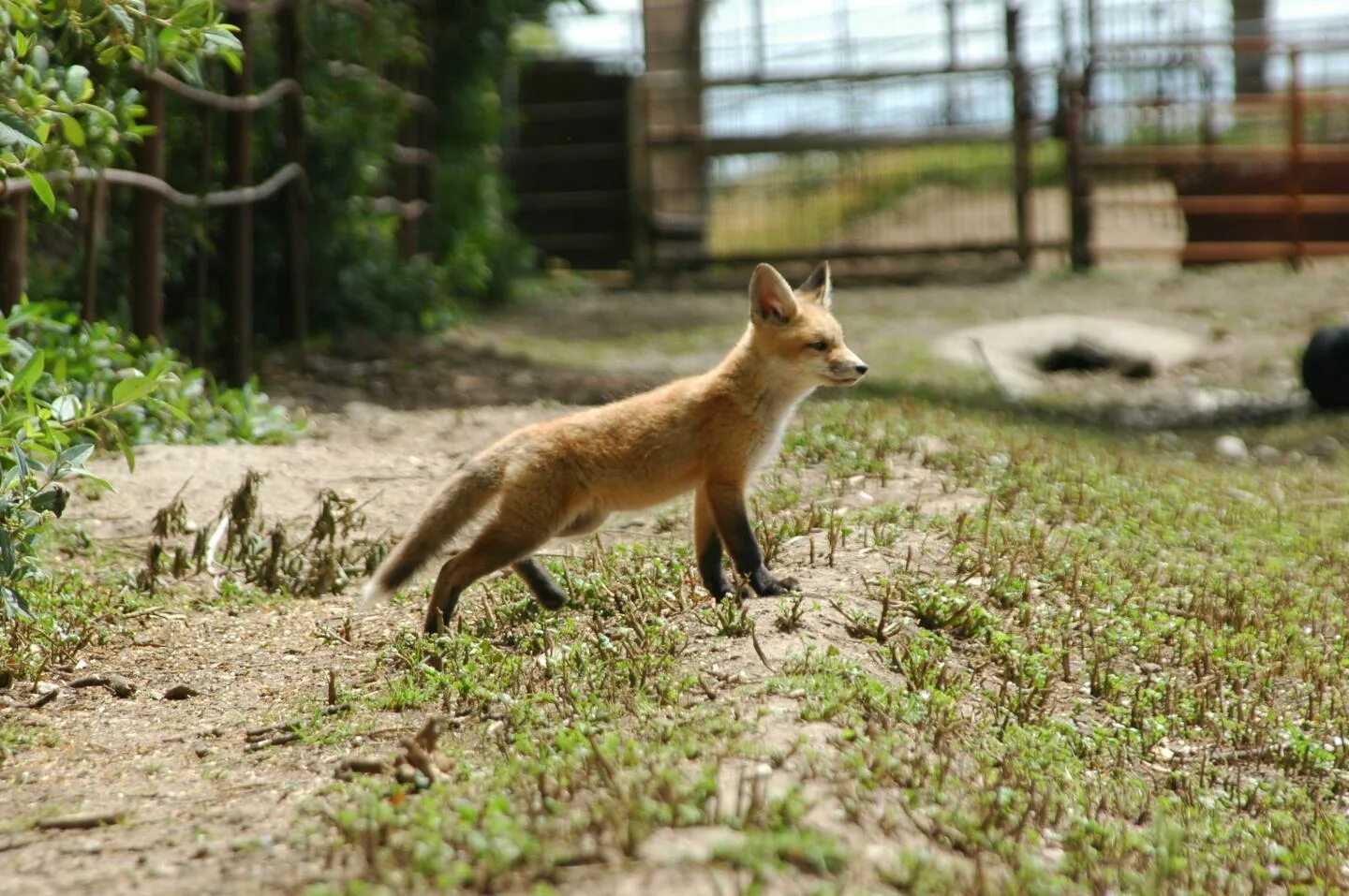 Red Fox колышек DAC. Red Fox Kodiak женская. Купание красной лисы. Red Fox 4 Индия. Переведи fox