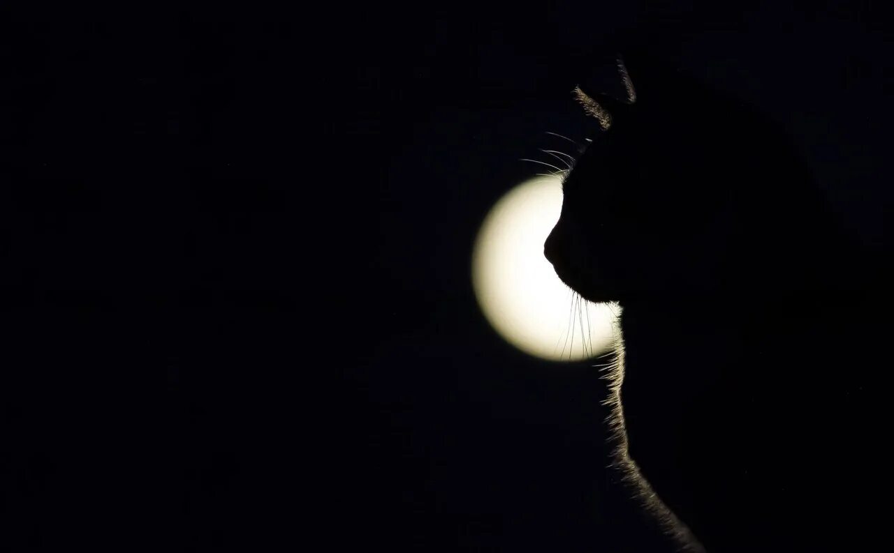 cat eyes meme - Google Search Eyes meme, Animal pictures, Cats