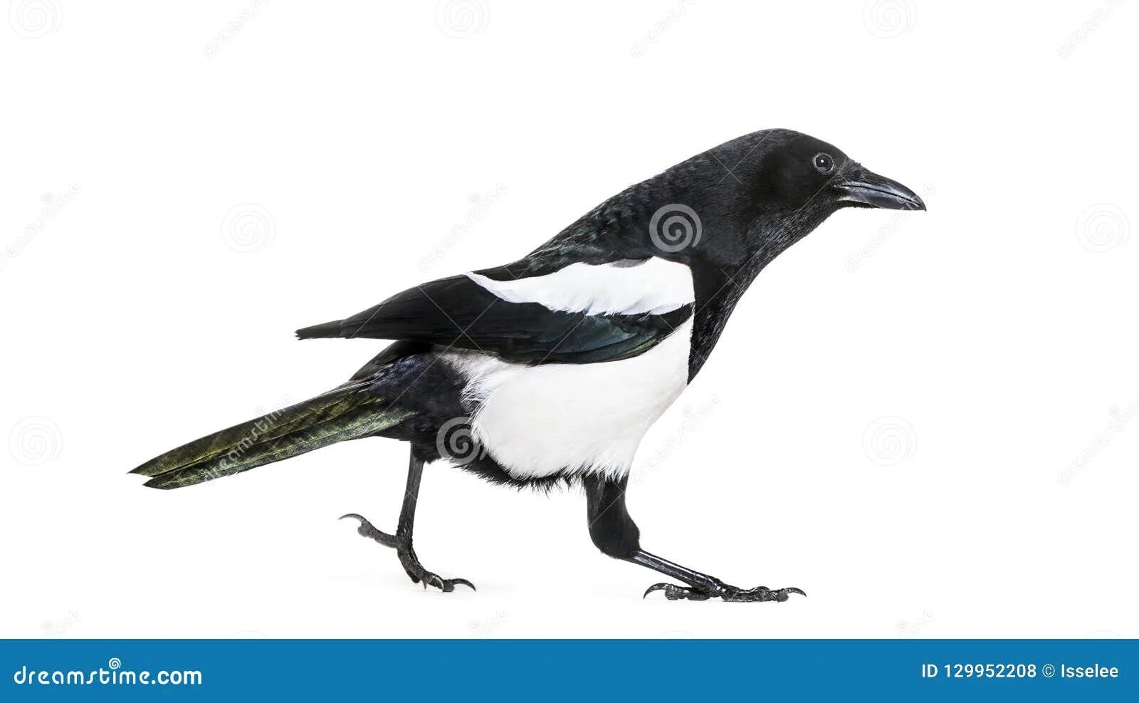 Сорока. История. Сорока животное фото. Сорока на белом фоне для детей. Ста сорока.