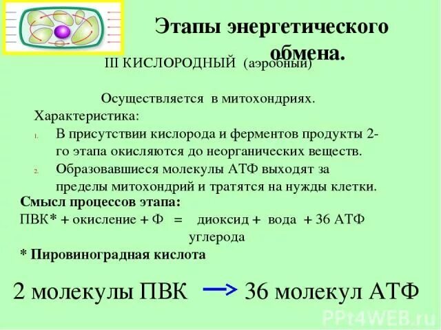 Сколько атф в кислородном этапе. Этапы кислородного этапа энергетического обмена. Кислородный этап энергетического обмена схема. Формула кислородного этапа энергетического обмена. 3.Кислородный этап (аэробный)..