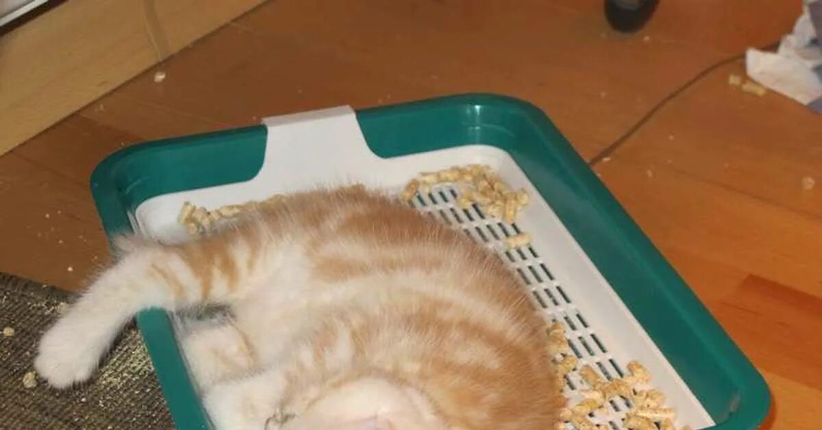 Как уличного кота приучить к лотку быстро. Лоток для котят. приучение котенка к лотку. сонный котенок в лотке.