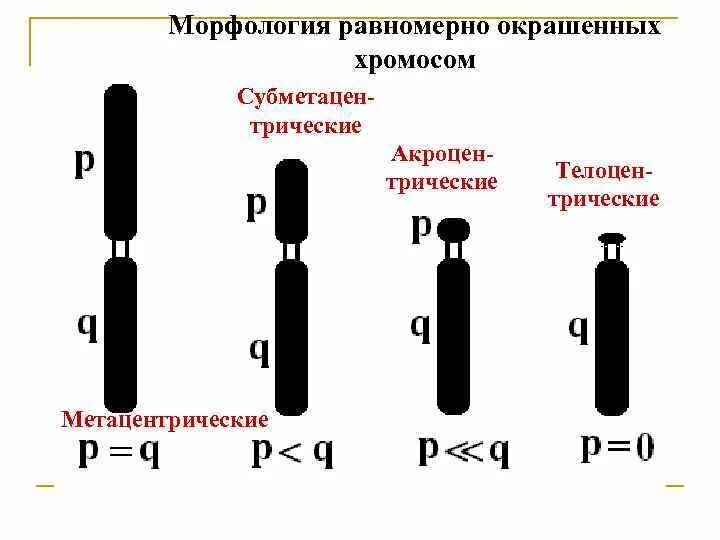 Какие типы хромосом вам известны. Морфология хромосом метацентрические субметацентрические. Акроцентрические хромосомы. Типы хромосом метацентрические субметацентрические. Типы хромосом акроцентрические.