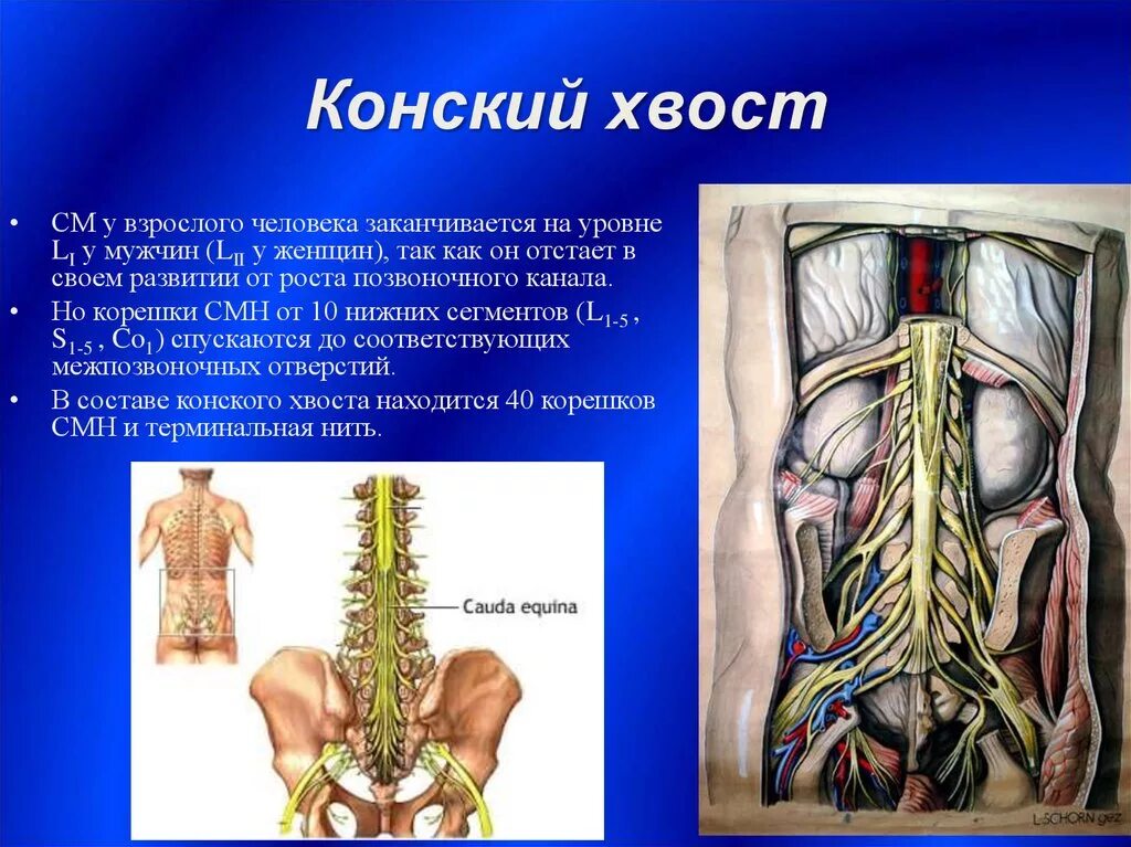 Спинной мозг у взрослого человека. Спинной мозг строение конский хвост. Конский хвост образован корешками спинномозговых нервов. Нити конского хвоста позвоночника анатомия. Состав конского хвоста спинного мозга анатомия.