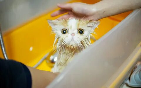 Кошка не мытый