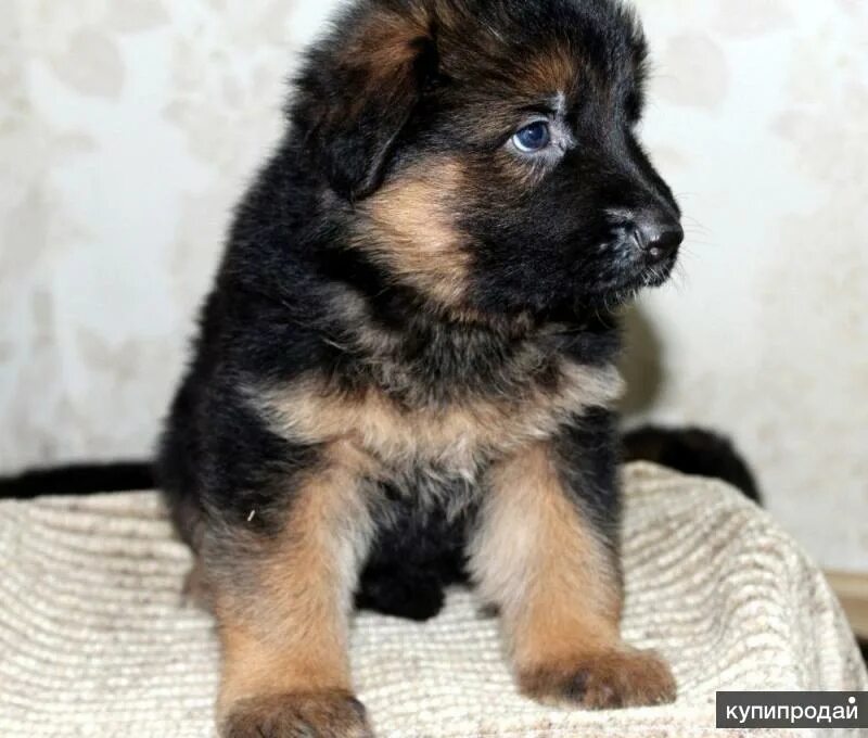 Чепрачная немецкая овчарка щенок. Щенок немецкой овчарки 2 чепрачный. Чепрачная немецкая овчарка щенок. Щенки немецкой овчарки чепрачного окраса. Щенки немецкой овчарки чепрачного окраса 2 месяца.