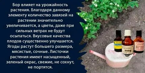 Марганцовка для клубники