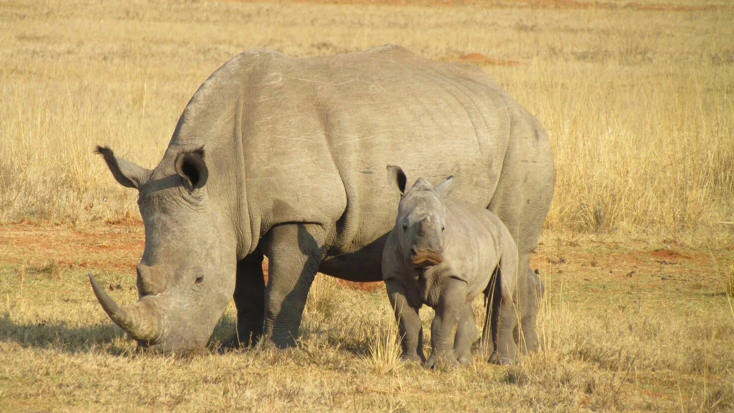 Носорог Нгоронгоро Крюгер Серенгети. Африка Саванна носорог. Белый носорог в Африке. Тарангире носорог.