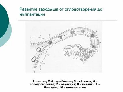 Время имплантации эмбриона в матку