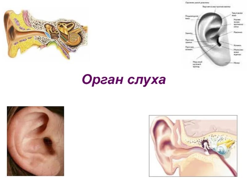 Строение органа слуха и равновесия анатомия. Орган слуха. Органы слуха 3 класс. Органы слуха и равновесия их анализаторы. Задание орган слуха