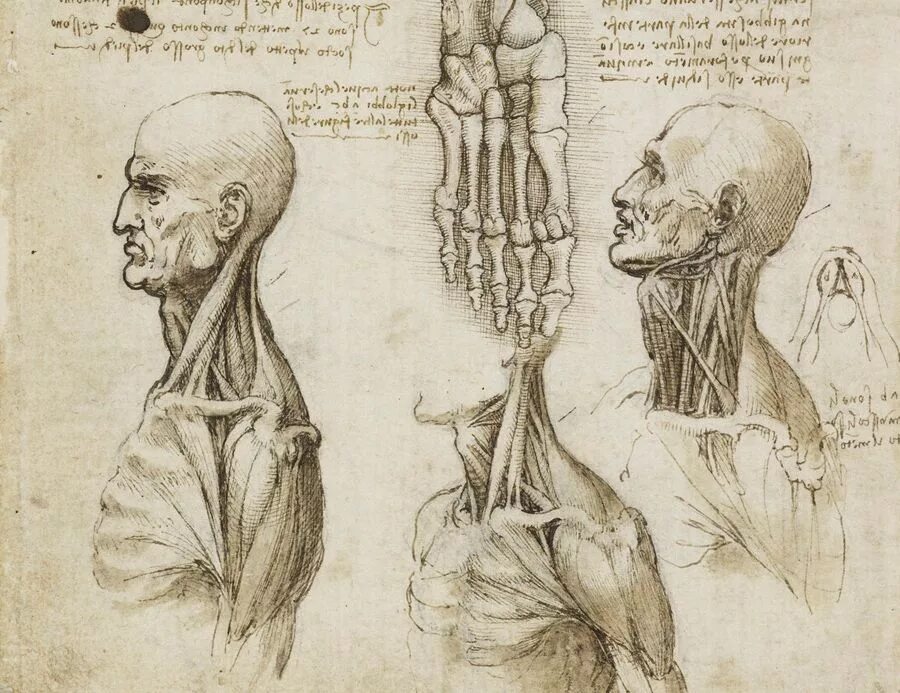 Анатомия картинки. Леонардо да Винчи анатомия. Анатомические работы Леонардо да Винчи. Анатомические зарисовки Леонардо Давинчи. Пластическая анатомия Леонардо да Винчи.