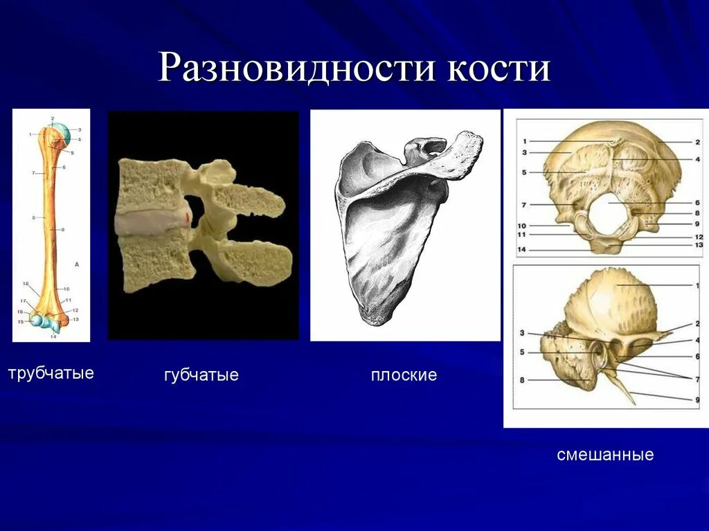 Укажите губчатые кости. Трубчатые и плоские кости. Плоские губчатые кости. Трубчатые и губчатые кости. Виды костей трубчатые губчатые плоские.