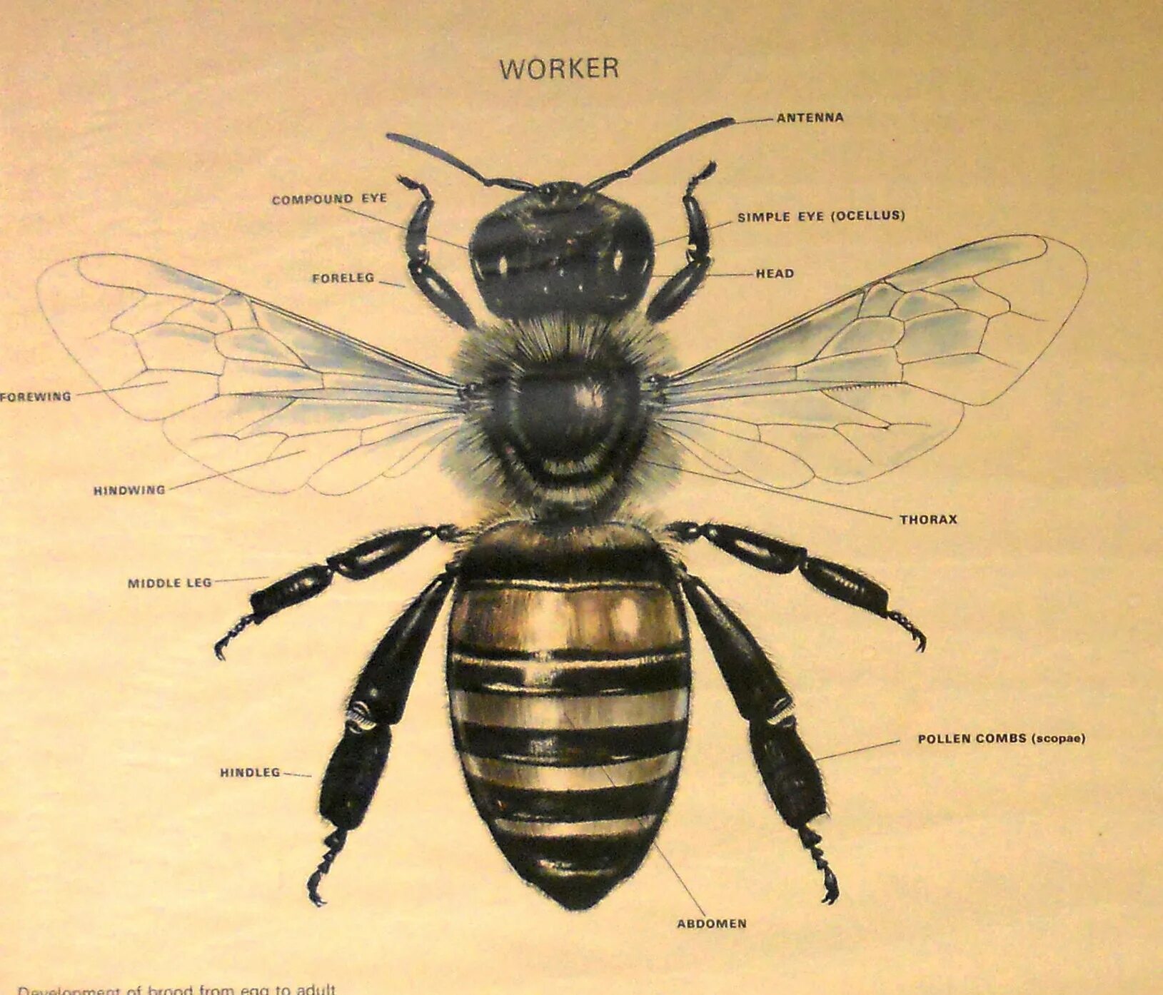 Исследование конечностей домашней пчелы какая биологическая наука. Внешнее строение пчелы. Внешнее строение пчелы 7 класс биология. Строение насекомых пчела. Внутреннее строение пчелы медоносной.