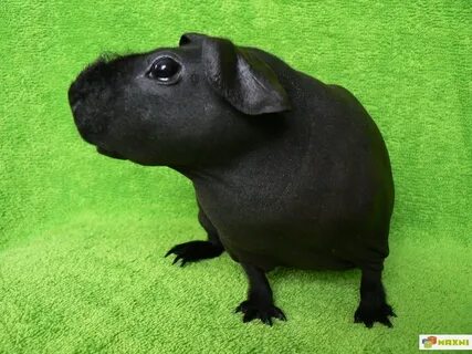 Скинни морская свинка сколько