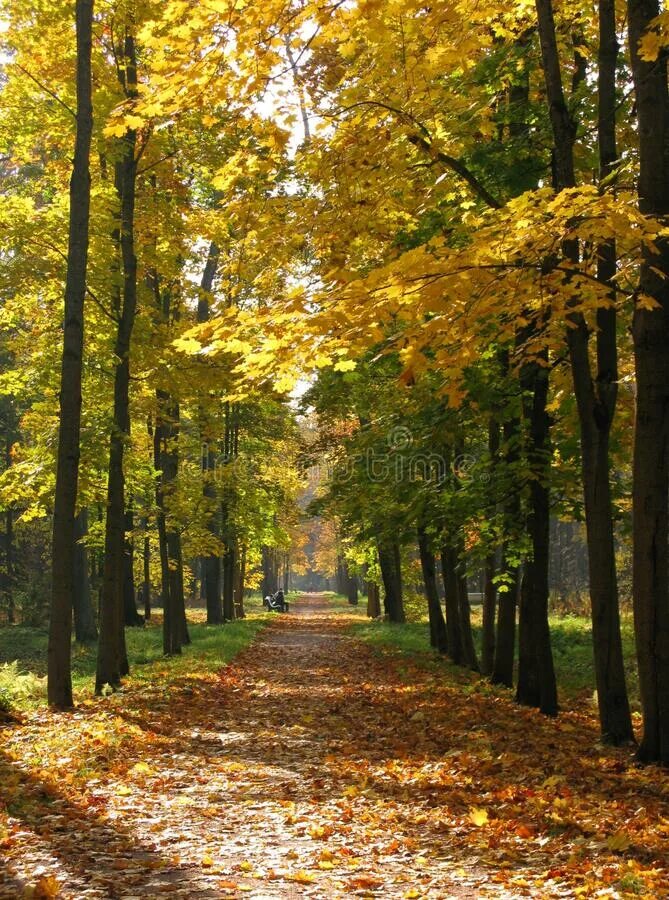 В старом парке есть кленовая аллея. Осенний парк. Парк осенью. Осенний кленовый парк. Клен аллея.