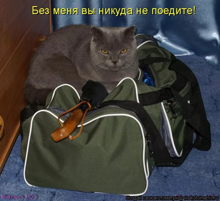 Будете без меня. Кот собирает вещи. Кот собирается. Кот собирает чемодан. Кот собирает вещи и уходит.