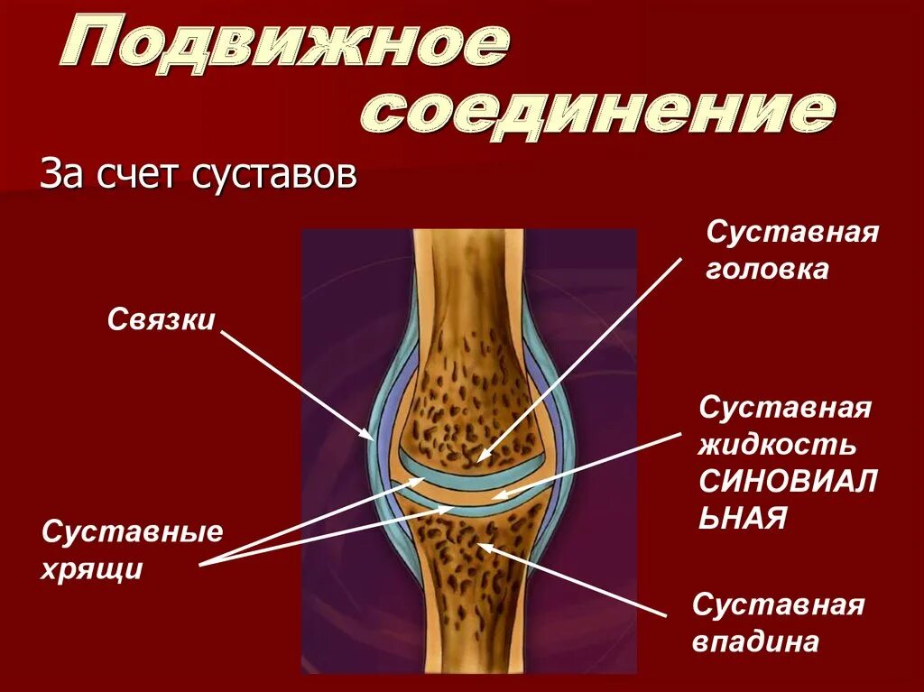 Связки образованы. Соединение костей суставы связки сухожилия. Соединение частей костного скелета обеспечивает. Строение суставного соединения. Соединение костей. Строение и функции суставов..