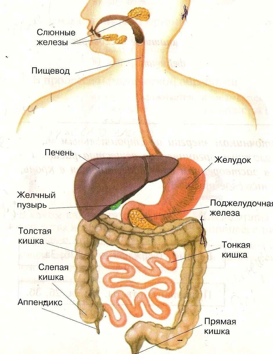 Рисунок органов пищеварительной системы