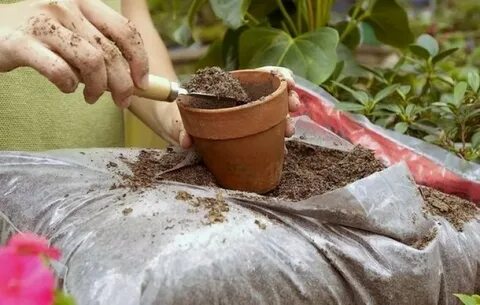 Чем подкормить комнатные цветы осенью перед зимой