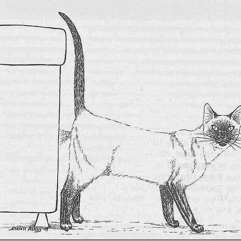 Почему кот метит в квартире. Кот метит. коты метят. кот метит территорию. кошки метят территорию картинки.
