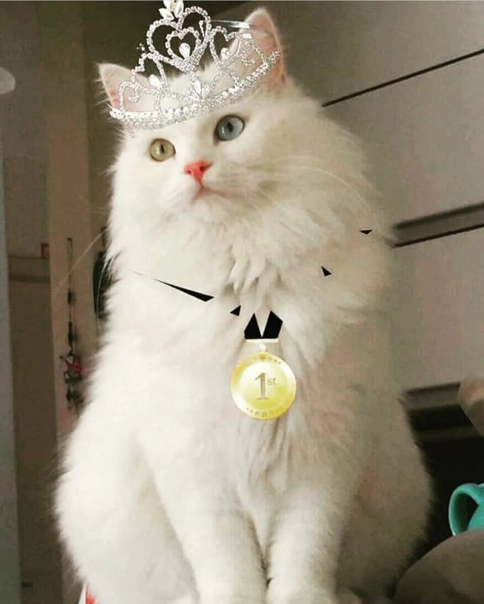 Кошечки королевы. Кошечка с короной. Кошка в короне. Кошка с короной на голове. Белая кошка с короной.