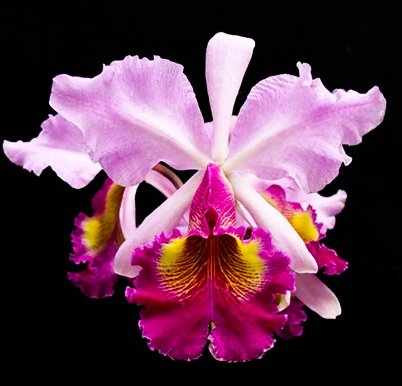 Cattleya Hardyana Purple. Каттлея Триумфанс. Довиана Орхидея Каттлея. Каттлея Мона Пинк Хироми.