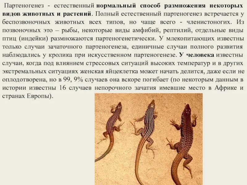 Партеногенез тип размножения. Партеногенез вид размножения. партеногенез у позвоночных животных. партеногенез у ящериц. партеногенез способ размножения.