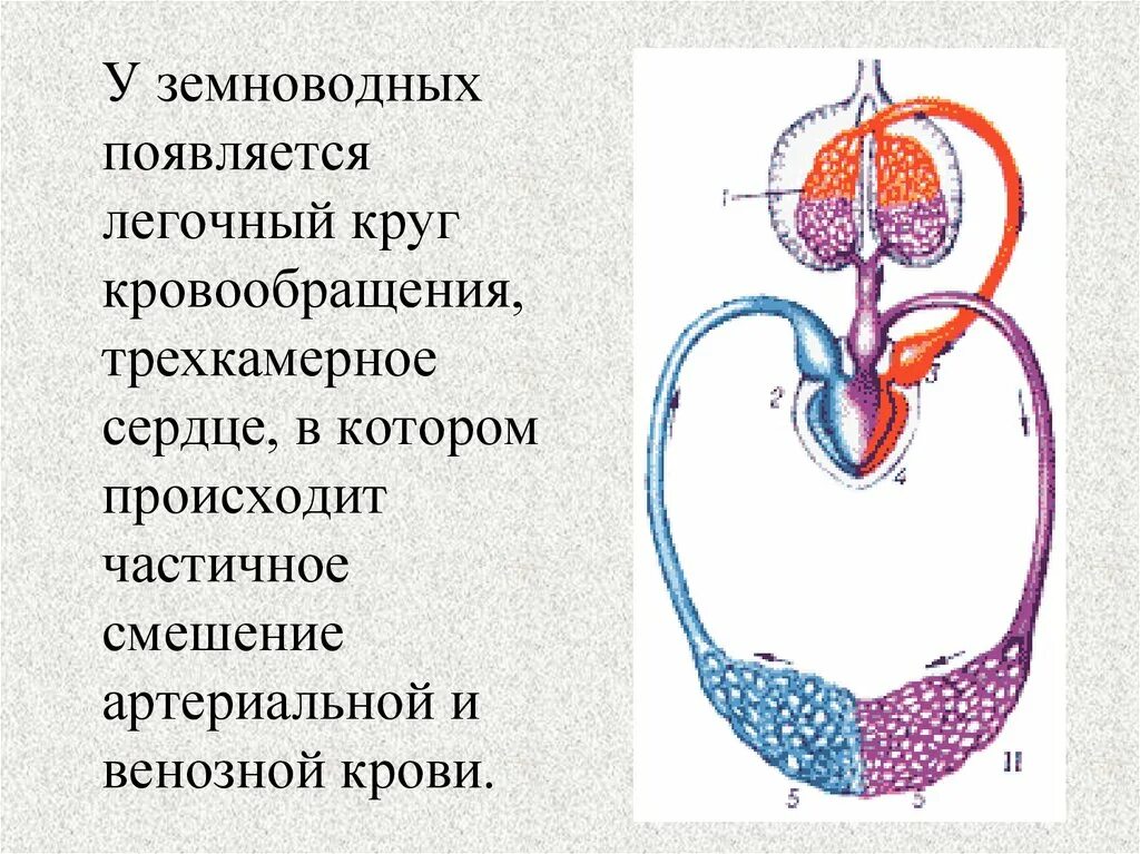 Круги кровообращения земноводных схема. Два круга кровообращения у земноводных. Круги кровообращения амфибий. Малый круг кровообращения у земноводных.