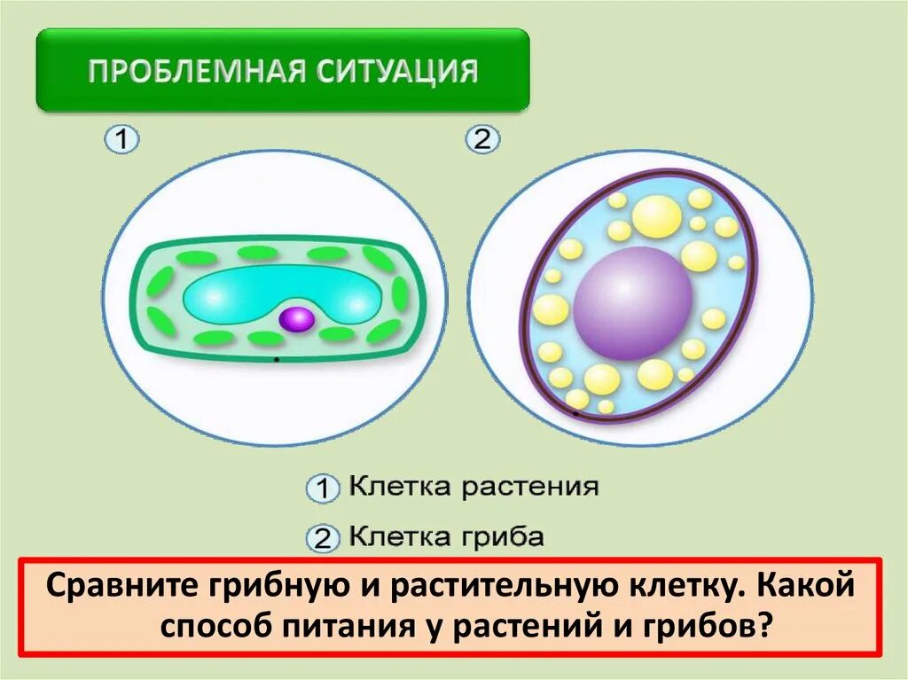 Схема строения клетки гриба 5 класс биология. Клеточное строение гриба 5 класс. Строение клетки клетки гриба 5 класс. Строение клетки грибов 10 класс. Животная растительная грибная бактериальная клетки